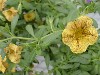 MiniFamous Calibrachoa Yellow   