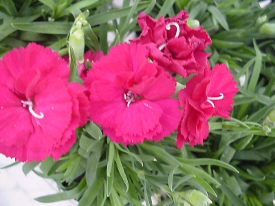 Smarty Dianthus caryophyllus Dimple