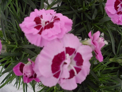 Smarty Dianthus caryophyllus Lavender Rose