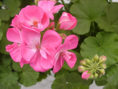  Geranium Experimental Pink  