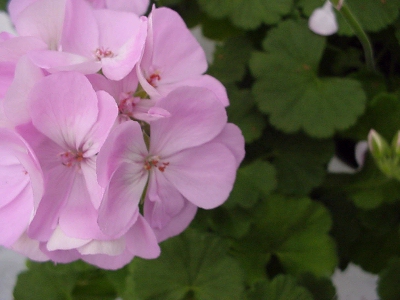  Geranium Experimental Rose  