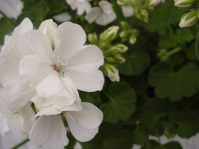  Geranium Experimental White