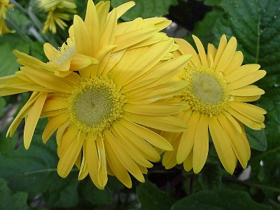 Living Colors Gerbera Gold  