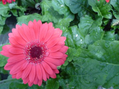 Living Colors Gerbera Dark Red