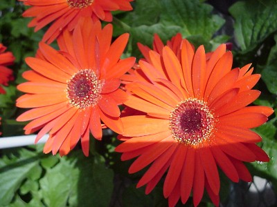 Living Colors Gerbera Orange  