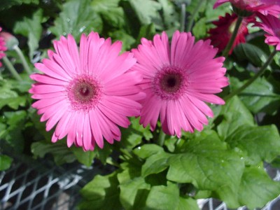 Living Colors Gerbera Rose  