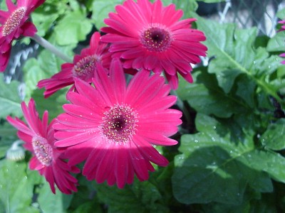 Living Colors Gerbera Purple  