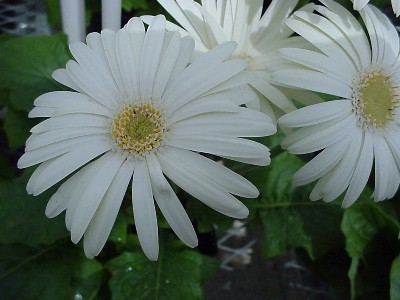 Living Colors Gerbera White  