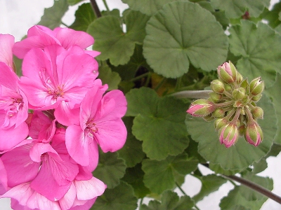 Moonlight Geranium Lavender   