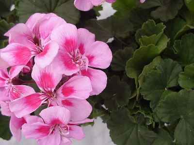 Moonlight Geranium Lilac with Eye