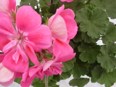 Moonlight Geranium Pink with Eye