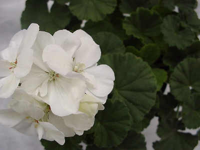 Moonlight Geranium  White  