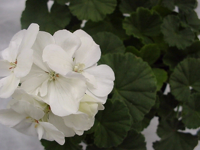 Moonlight Geranium  White  