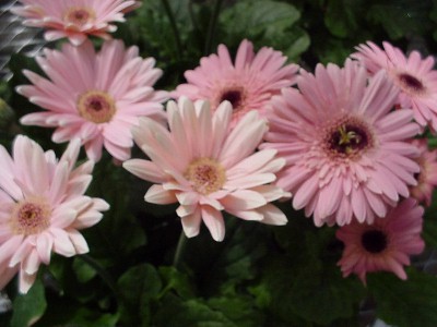  Gerbera Pastel Pink Shades