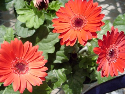 Revolution Gerbera Scarlet Red/Dark Center