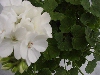 Sunrise Geranium Brilliant White  