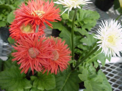 Mini Color Gerbera Spiders  