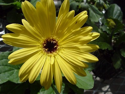  Gerbera Yellow with Dark Center