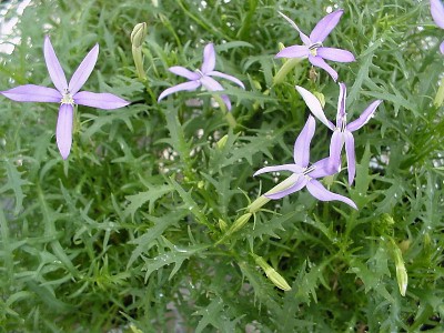  Isotoma Blue Star   
