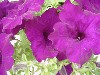 Famous Petunia Hybrid Blue   