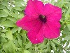 Famous Petunia Hybrid Crystal Purple  