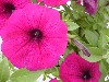 Famous Petunia Hybrid Electric Purple  
