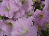 Famous Petunia Hybrid Lavender   