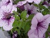 Famous Petunia Hybrid Lilac Vein  