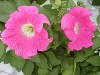 Famous Petunia Hybrid Pink   