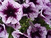 Famous Petunia Hybrid Violet with Dark Eye