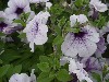 Famous Petunia Hybrid White with Blue Vein