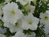 Famous Petunia Hybrid White   