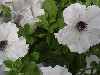 Famous Petunia Hybrid White with Dark Eye
