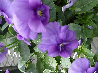  Viola F1 Lavender  