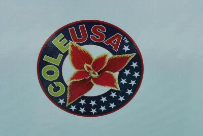 ColeUSA™ Coleus: From Athena Brazil, California Spring Trials 2014.  ColeUSA™ Coleus.