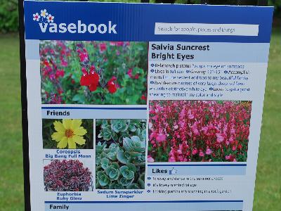 At Skagit Gardens Spring Trials, 2013: Shown @ Skagit Gardens Spring Trials 2013: Salvia Suncrest 'Bright Eyes'.