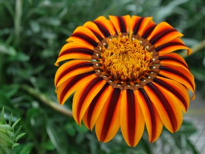 Jaldety: SunBathers Gazania 'Tikal': As seen at Jaldety Spring Trials, 2013 @ Pacific Plug and Liner.