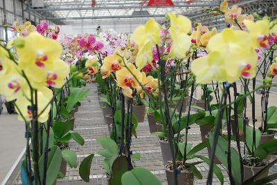 Orchids from Floricultura, Spring Trials 2015.: Welcome to Floricultura Spring Trials 2015.   Lots of Orchids on Display!