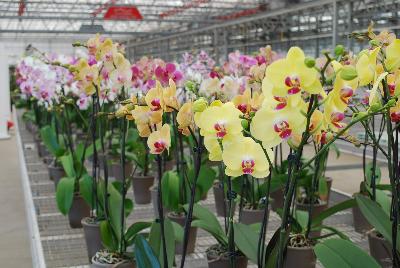 Orchids from Floricultura, Spring Trials 2015.: Welcome to Floricultura Spring Trials 2015.   Lots of Orchids on Display!