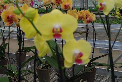 Orchids from Floricultura, Spring Trials 2015.: Welcome to Floricultura Spring Trials 2015.   Lots of Orchids on Display!