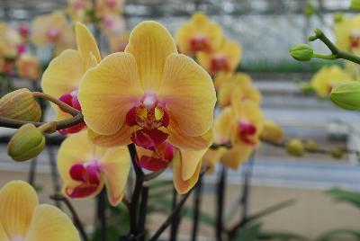 Orchids from Floricultura, Spring Trials 2015.: Welcome to Floricultura Spring Trials 2015.   Lots of Orchids on Display!