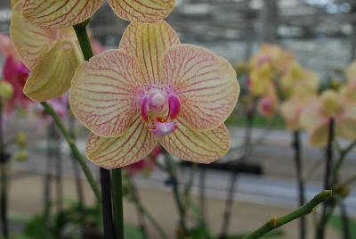 Orchids from Floricultura, Spring Trials 2015.: Welcome to Floricultura Spring Trials 2015.   Lots of Orchids on Display!