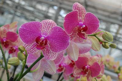 Orchids from Floricultura, Spring Trials 2015.: Welcome to Floricultura Spring Trials 2015.   Lots of Orchids on Display!