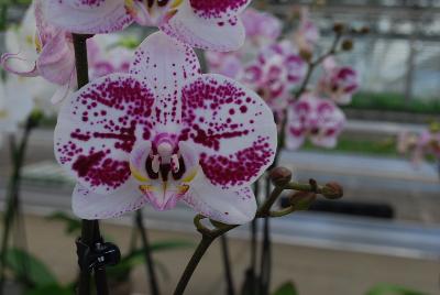 Orchids from Floricultura, Spring Trials 2015.: Welcome to Floricultura Spring Trials 2015.   Lots of Orchids on Display!
