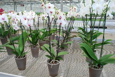 Orchids from Floricultura, Spring Trials 2015.: Welcome to Floricultura Spring Trials 2015.   Lots of Orchids on Display!