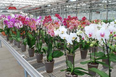 Orchids from Floricultura, Spring Trials 2015.: Welcome to Floricultura Spring Trials 2015.   Lots of Orchids on Display!