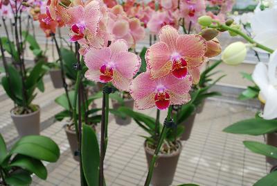 Orchids from Floricultura, Spring Trials 2015.: Welcome to Floricultura Spring Trials 2015.   Lots of Orchids on Display!