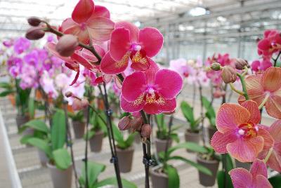 Orchids from Floricultura, Spring Trials 2015.: Welcome to Floricultura Spring Trials 2015.   Lots of Orchids on Display!