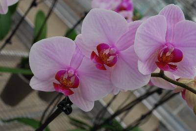 Orchids from Floricultura, Spring Trials 2015.: Welcome to Floricultura Spring Trials 2015.   Lots of Orchids on Display!