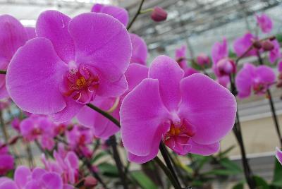 Orchids from Floricultura, Spring Trials 2015.: Welcome to Floricultura Spring Trials 2015.   Lots of Orchids on Display!